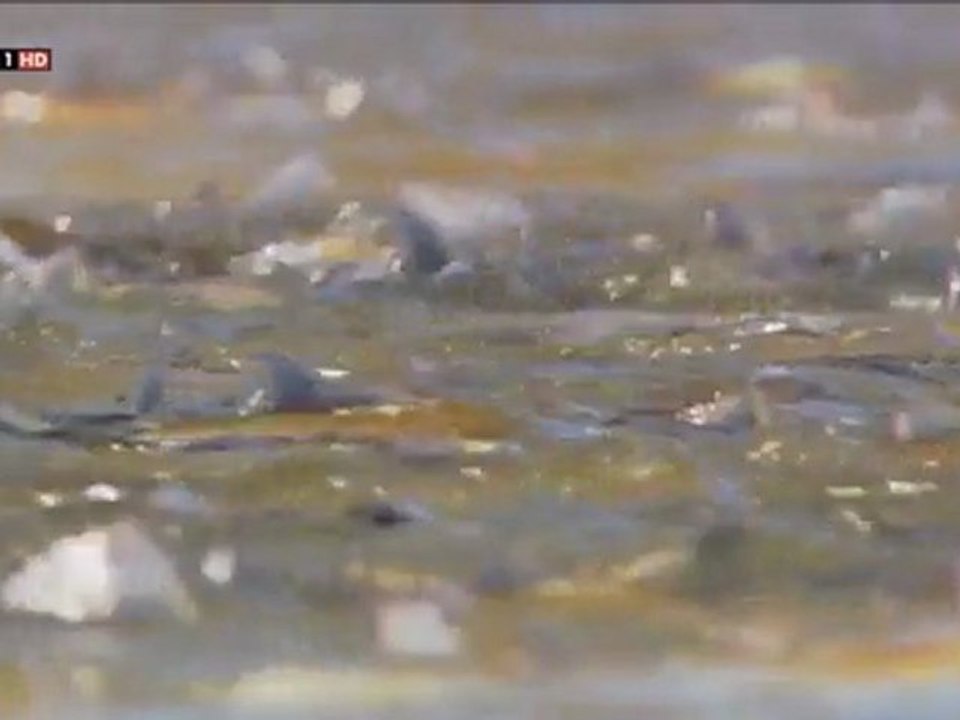 GIGANTES DEL MAR - Episodio 3