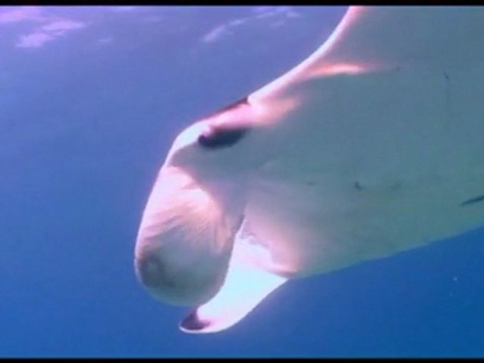 Projet : MANTA aux Maldives, Etude et Observation avec GUY STEVENS.