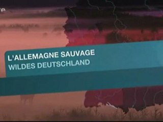 L'Allemagne sauvage - la fôret noire