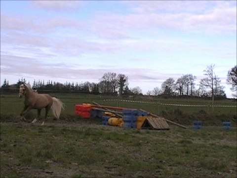 Berrington Fredrick étalon welsh B 1m31