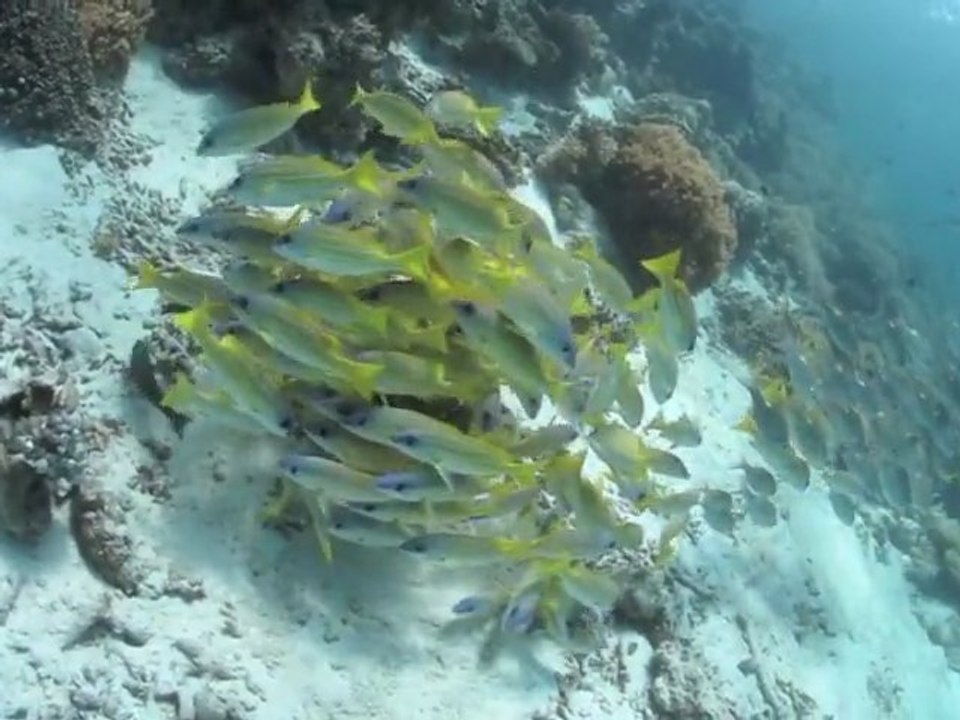 Underwater Maldives