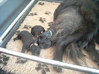 12 janviers 2012 : chiots de 2 jours