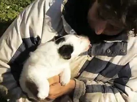 Elevage des Tourelles - Bébé Border Collie de Léa déjà très caline !