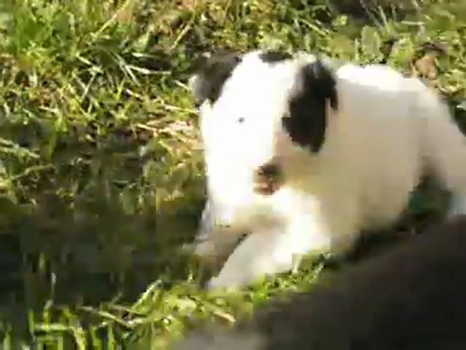 Elevage des Tourelles - La fille de Léa -Border Collie- adore le contact !