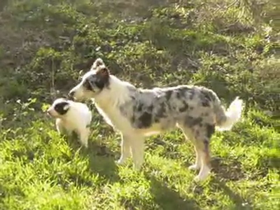Elevage des Tourelles - La fille de Léa qui joue avec Glycine Border Collie bleu merle !