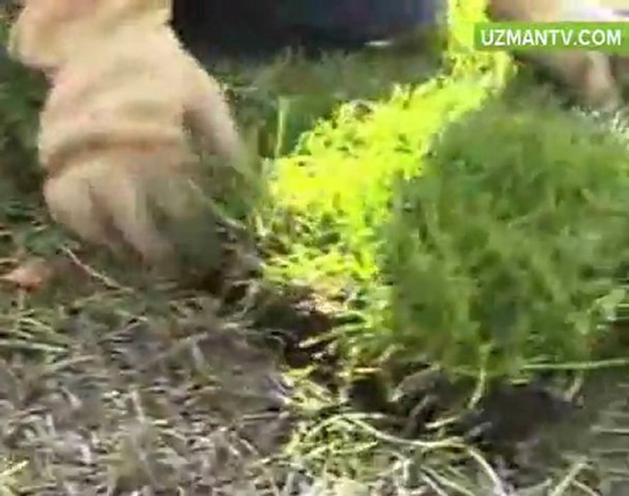 Hazır doğal rulo çim nasıl döşenir - tennar çim