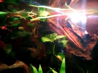 Vidéo0086