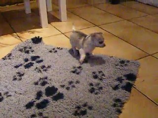 petite femelle grise !