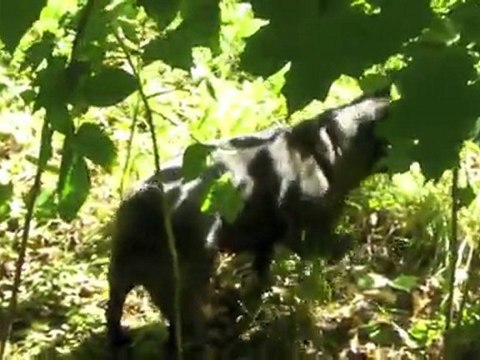 посмотри, я едва не плачу, я хочу поехать на дачу