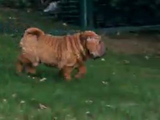 GUIDING THE WORLD IS NOT ENOUGH DES MING WAY