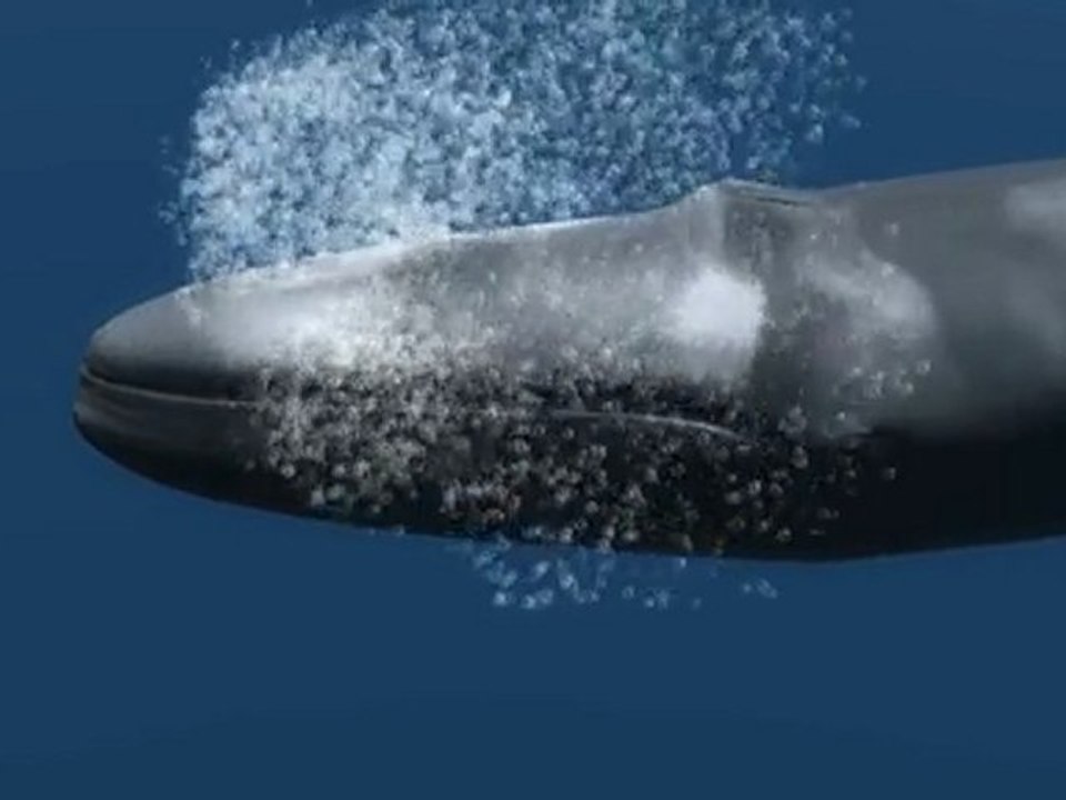 3d Animation Studio - Animal Science Animations