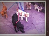 Pet Sitter in Los Gatos. Dog Walker in Saratoga. Call Linda 408-833-5928