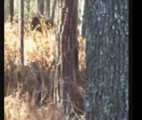 Balade Ton Chien dans les Yvelines