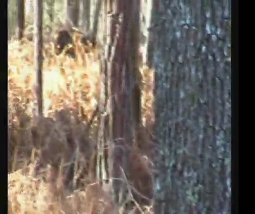 Balade Ton Chien dans les Yvelines