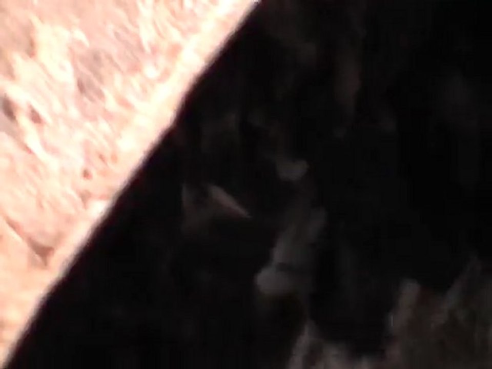 Bats in Jaffa