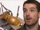 Les insectes bâtisseurs au Musée Henri Lecoq