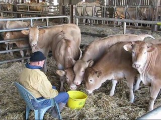 Dressage Blonde d'Aquitaine