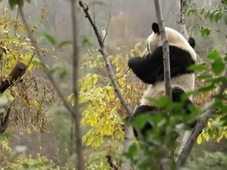 China launches operation to free pandas into wild