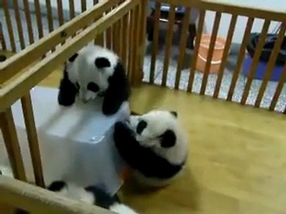 Baby Panda`s great escape