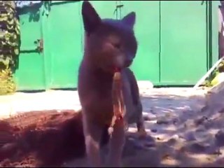 un lezard mord la langue d'un chat