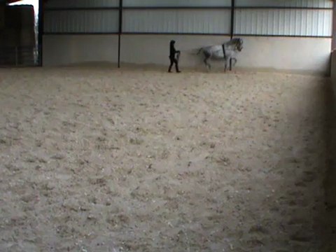 M2U01073 piaffer droite longues rênes