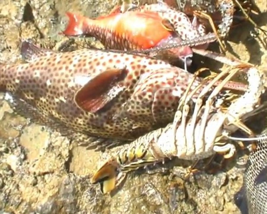 Pêche Sous-Marine Pointe des Chateaux Guadeloupe