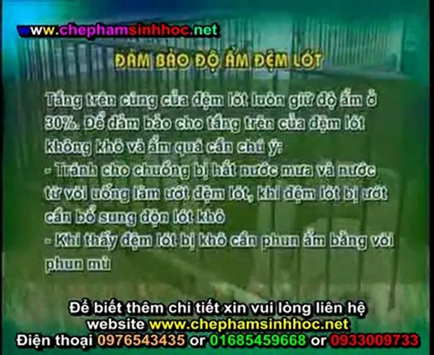 Đệm lót sinh học - đệm lót sinh thái - đệm lót lên men với chế phẩm sinh học balasa trong chăn nuôi lợn, heo