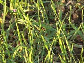 JT Agri85 TV du vendredi 13 janvier 2012