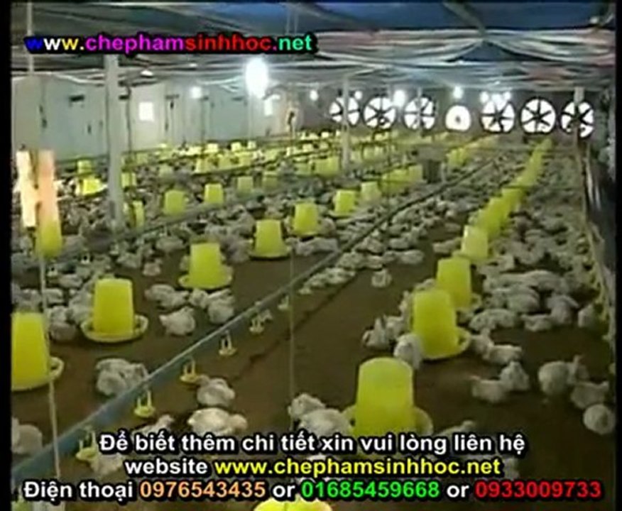 Đệm lót sinh học - đệm lót sinh thái - đệm lót lên men với chế phẩm sinh học balasa chăn nuôi gà