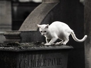 Mes Voeux 2012 Version "humour noir"