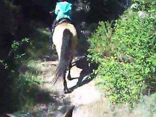 sixtine cheval alpilles1