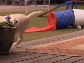 marley et me the puppy heart VOSTFR bande annonce vf