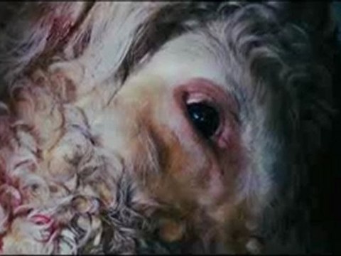 The Wake Wood VOSTFR bande annonce vf