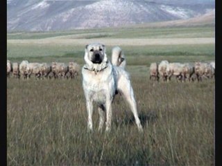 Sibel Pamuk-Köyün Bacaları