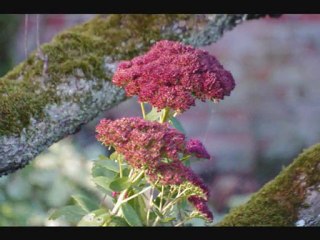 LE BOIS DES MOUTIERS