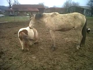 Mes poneys sont fous.