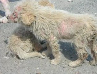 Barınakta Can Pazarı! (Esenyurt Barınağı)