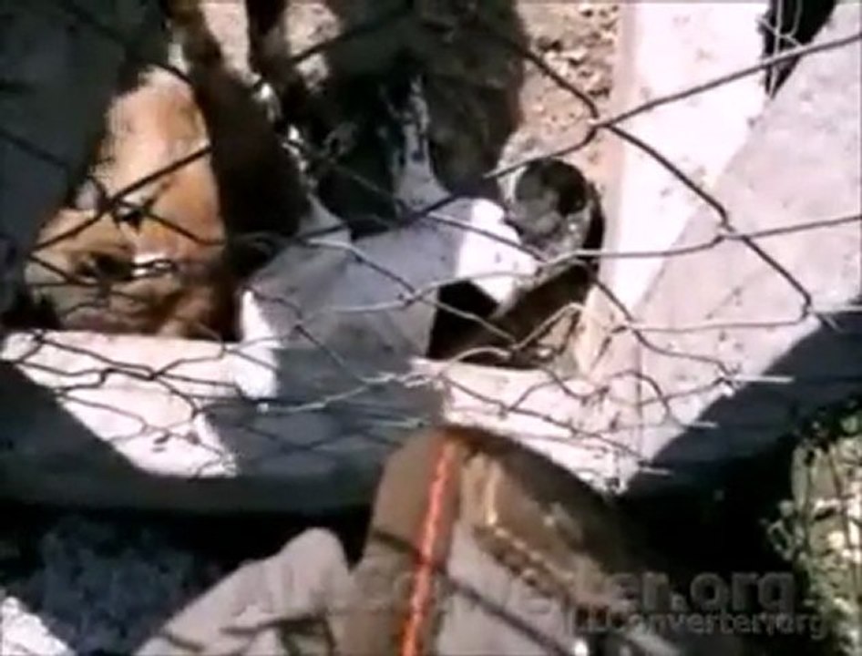 Gelibolu Barınağında Can Pazarı