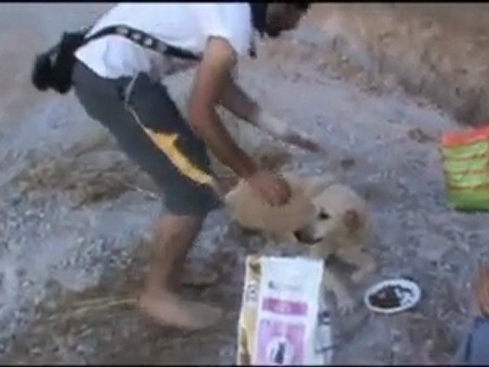 Bağımsız Yaşam Hakkı Savunucularını Kandıran Köpek =)