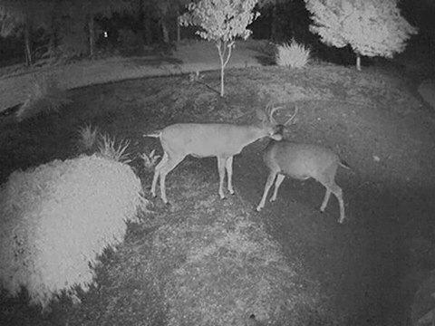 Acti ACM-1231 IP Dome Camera IR - networkvideosystems.com