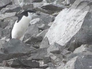 Manchot à jugulaire sur Half Moon Island (Antarctique)