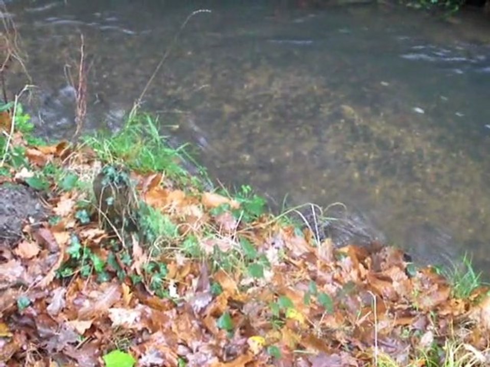 Heureux les simples d'esprit...