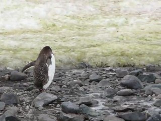 Manchot papou sur Cuverville Island