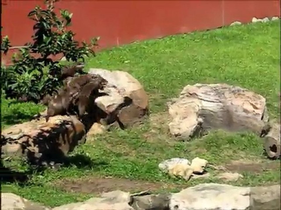 Des loutres pourchassent un papillon