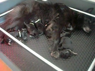 14 janvier 2012 : chiots de 4 jours