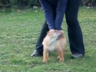 GOLDFINGER DES MING WAY