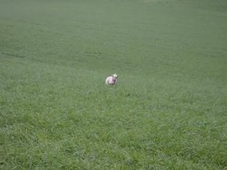 Setter anglais et braque français en plaine