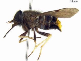 "Scaptia (Plinthina) beyonceae" una nueva mosca que tiene su nombre en honor a beyonce