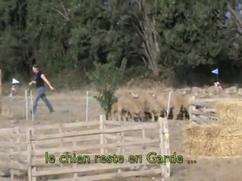 Elan concours troupeau St Martin de Crau 2011