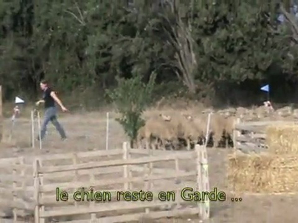 Elan concours troupeau St Martin de Crau 2011